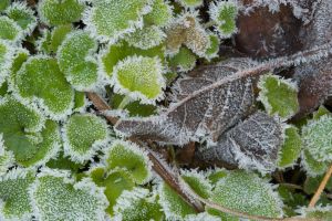 Der Frost kann einigen Pflanzen schaden