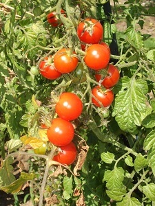 Tomaten sollte man im Juli zweimal wöchentlich ausgeizen