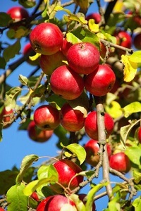 Nicht alle Apfelsorten sind für den heimischen Garten geeignet