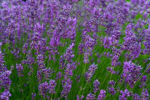 Der Lavendel ist wegen seiner ätherischen Öle sehr beliebt