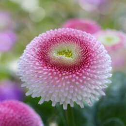 Die Bellis in zweifarbiger Variante © Floydine - Fotolia.com