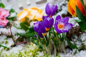 Den Gartenboden Mit Kalk Verbessern Garten Ratgeber Net Garten