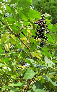 Holunder Aus Dem Garten Garten Ratgeber Net Garten Tipps Fur