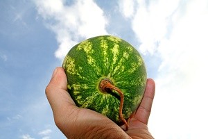 Wassermelonen bleiben in unseren Breitengraden viel kleiner