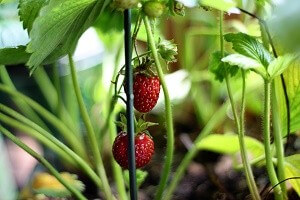 Erdbeeren sind anspruchsvolle und pflegeintensive Pflanzen